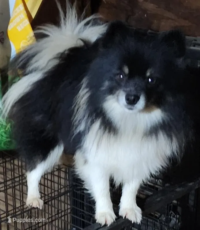 Milo  – Pomeranian puppy for sale in Sulphur Springs, TX