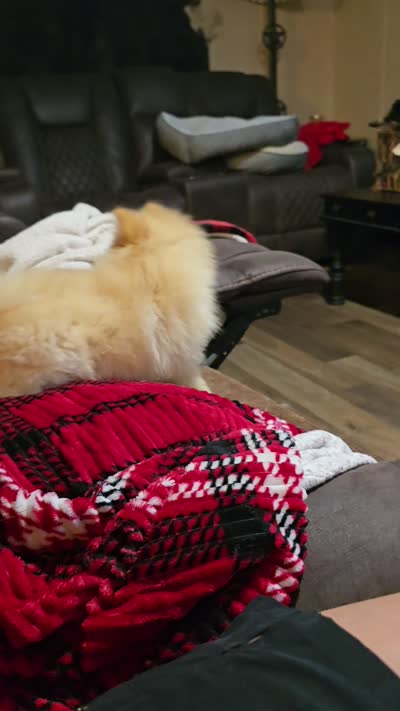 Jax, a male Pomeranian for sale in Sulphur Springs, TX – 6 of 6