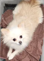 Chloe , a female Pomeranian for sale in Sulphur Springs, TX – Photo 6 of 6