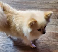 Chloe , a female Pomeranian for sale in Sulphur Springs, TX – Photo 5 of 6