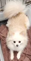 Chloe , a female Pomeranian for sale in Sulphur Springs, TX – Photo 2 of 6
