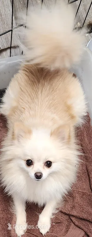 Chloe , a female Pomeranian for sale in Sulphur Springs, TX – Photo 1 of 6