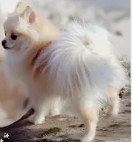 Chloe , a female Pomeranian for sale in Sulphur Springs, TX – Photo 3 of 6