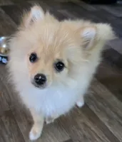 Jax, a male Pomeranian for sale in Sulphur Springs, TX – 4 of 6