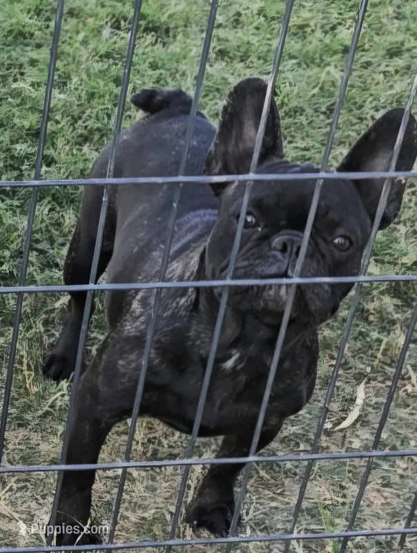 Daisy  – French Bulldog puppy for sale in Sulphur Springs, TX