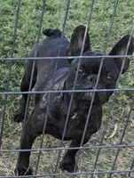 Daisy , a female French Bulldog for sale in Sulphur Springs, TX – 1 of 5