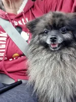 Jellybean , a female Pomeranian for sale in Sulphur Springs, TX – Photo 4 of 4