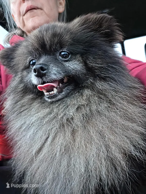 Jellybean  – Pomeranian puppy for sale in Sulphur Springs, TX