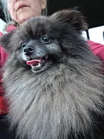 Jellybean , a female Pomeranian for sale in Sulphur Springs, TX – Photo 1 of 4
