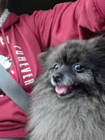 Jellybean , a female Pomeranian for sale in Sulphur Springs, TX – Photo 2 of 4