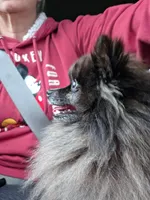 Jellybean , a female Pomeranian for sale in Sulphur Springs, TX – Photo 3 of 4