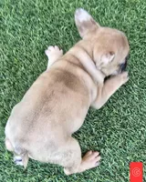 Patches , a female French Bulldog for sale in Sulphur Springs, TX – Photo 2 of 6