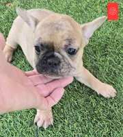 Patches , a female French Bulldog for sale in Sulphur Springs, TX – Photo 4 of 6