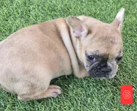 Patches , a female French Bulldog for sale in Sulphur Springs, TX – Photo 1 of 6