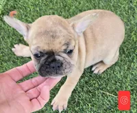 Patches , a female French Bulldog for sale in Sulphur Springs, TX – Photo 6 of 6