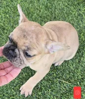 Patches , a female French Bulldog for sale in Sulphur Springs, TX – Photo 5 of 6