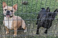 Daisy , a female French Bulldog for sale in Sulphur Springs, TX – 2 of 5