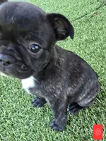 Lucy, a female French Bulldog for sale in Sulphur Springs, TX – Photo 3 of 3