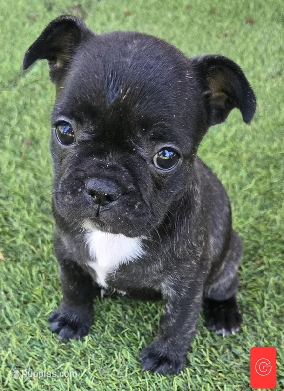 Lucy – French Bulldog puppy for sale in Sulphur Springs, TX