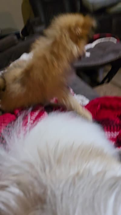Dash , a male Pomeranian for sale in Sulphur Springs, TX – 8 of 8