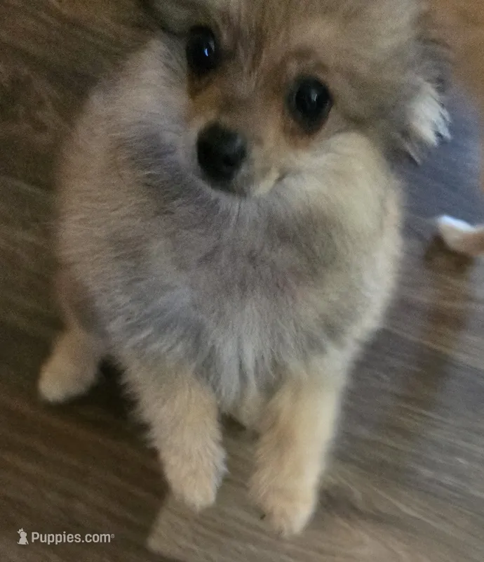Dash  – Pomeranian puppy for sale in Sulphur Springs, TX