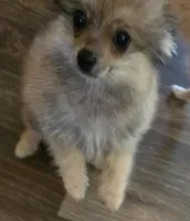 Dash , a male Pomeranian for sale in Sulphur Springs, TX – 1 of 8