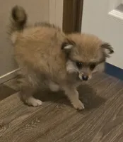 Dash , a male Pomeranian for sale in Sulphur Springs, TX – 4 of 8