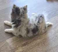 Mighty Max, a male Pomeranian for sale in Sulphur Springs, TX – 2 of 7