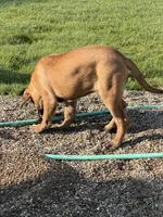 Lilly, a female English Mastiff for sale in Southington, OH – 3 of 4