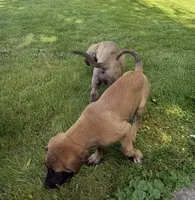 Lilly, a female English Mastiff for sale in Southington, OH – 2 of 2