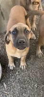 Daisy , a female English Mastiff for sale in Southington, OH – 4 of 4