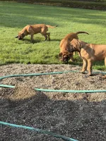 Lilly, a female English Mastiff for sale in Southington, OH – 4 of 4