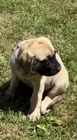 Jasmine, a female English Mastiff for sale in Southington, OH – 2 of 2
