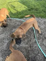 Buttercup, a female English Mastiff for sale in Southington, OH – 3 of 3
