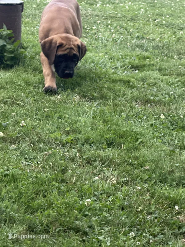 Buttercup – English Mastiff puppy for sale in Southington, OH