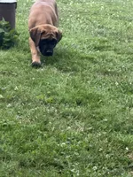 Buttercup, a female English Mastiff for sale in Southington, OH – 1 of 2