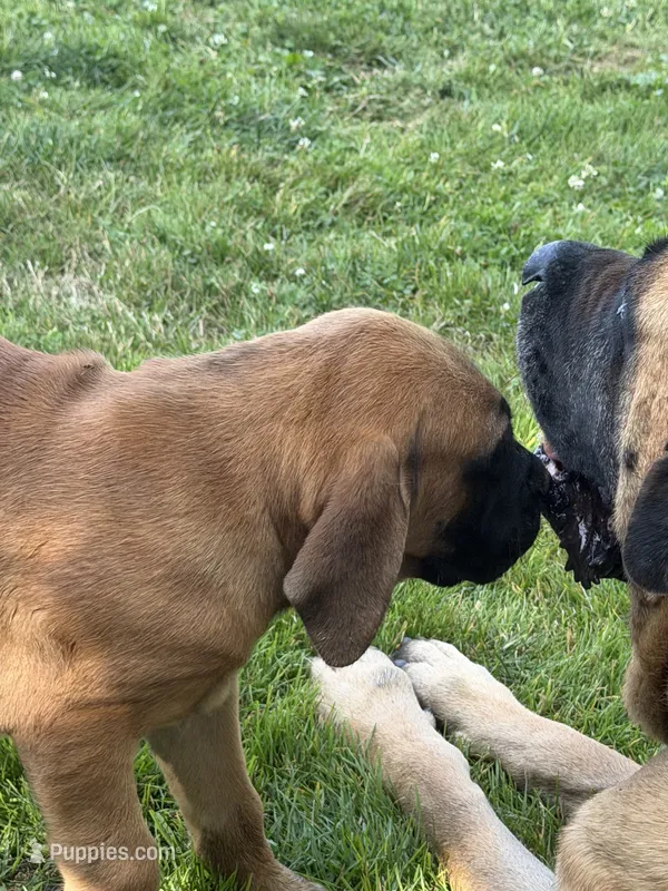 Lilly – English Mastiff puppy for sale in Southington, OH