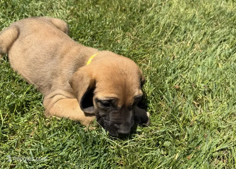 Daisy  – English Mastiff puppy for sale in Southington, OH