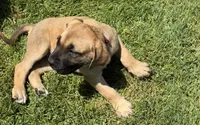 Daisy , a female English Mastiff for sale in Southington, OH – 2 of 2