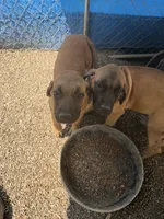 Daisy , a female English Mastiff for sale in Southington, OH – 3 of 4