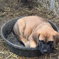 Buttercup, a female English Mastiff for sale in Southington, OH – 2 of 2