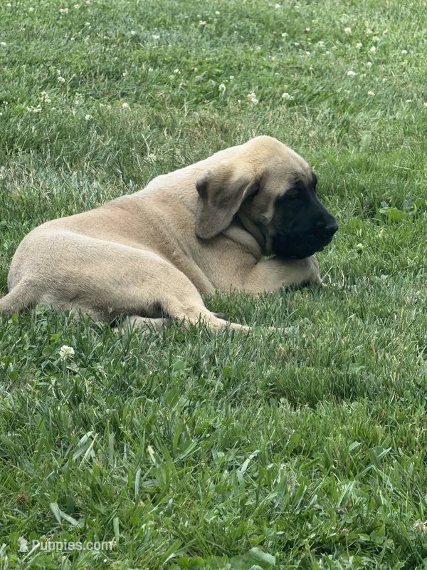 Jasmine – English Mastiff puppy for sale in Southington, OH