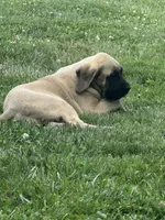 Jasmine, a female English Mastiff for sale in Southington, OH – 1 of 2