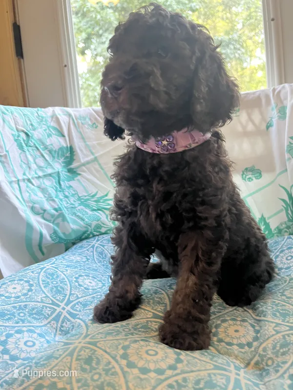 Raven – Poodle - Standard  puppy for sale in Eden, GA