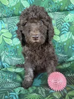 Raven, a female Poodle - Standard  for sale in Eden, GA – 8 of 8