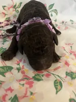 Raven, a female Poodle - Standard  for sale in Eden, GA – 3 of 9