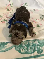Cowboy, a male Poodle - Standard  for sale in Eden, GA – 3 of 6