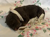 Coco, a female Poodle - Standard  for sale in Eden, GA – 6 of 6