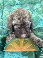 Coco, a female Poodle - Standard  for sale in Eden, GA – 7 of 8
