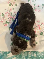Cowboy, a male Poodle - Standard  for sale in Eden, GA – 6 of 6